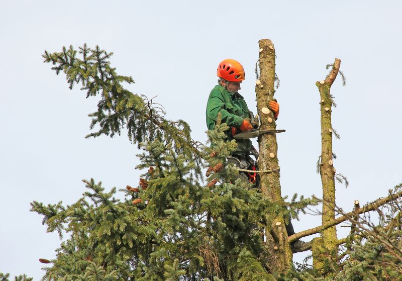 Safe Tree Cutting