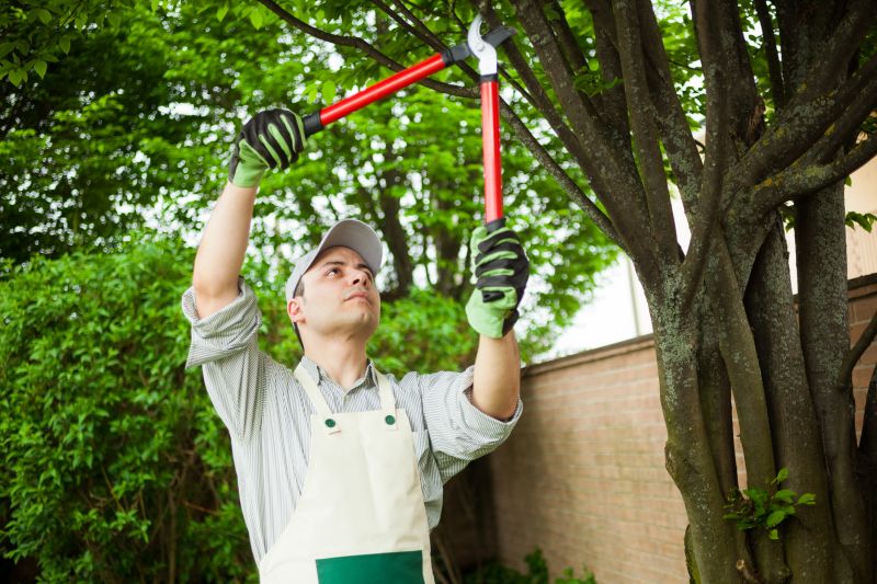 Professional Tree Care Teams
