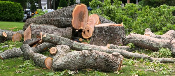Large Tree Removal in Fairhope