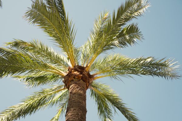 Palm Tree Removal in Fairhope