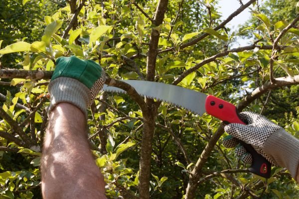 Small Tree Removal in Fairhope