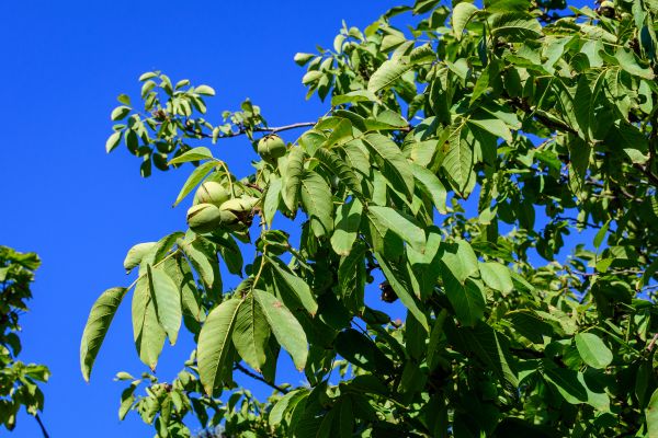 Walnut Tree Removal in Fairhope
