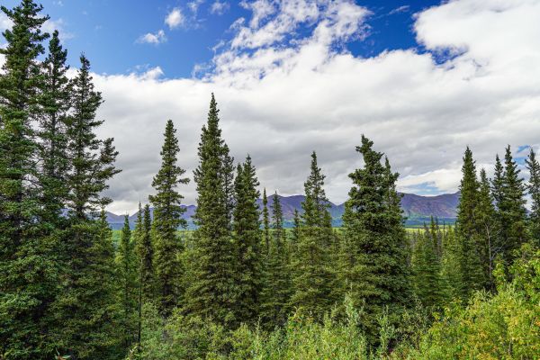 Cost of Spruce Tree Removal in Fairhope