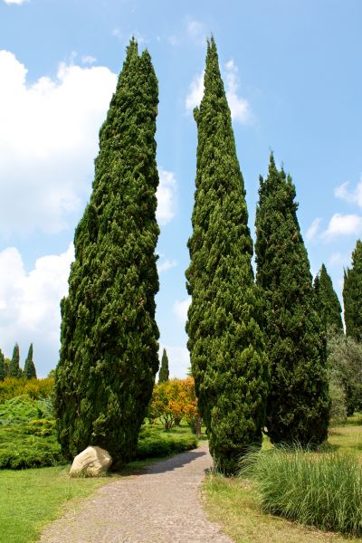 Cypress Tree Removal in Fairhope