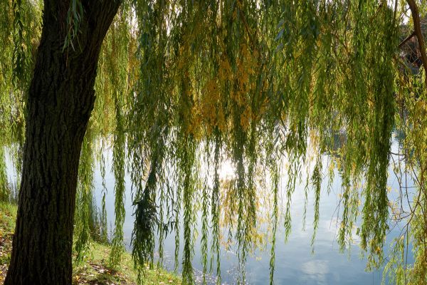 Willow Tree Removal in Fairhope
