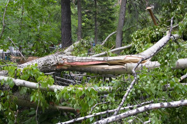 Cost of Birch Tree Removal in Fairhope