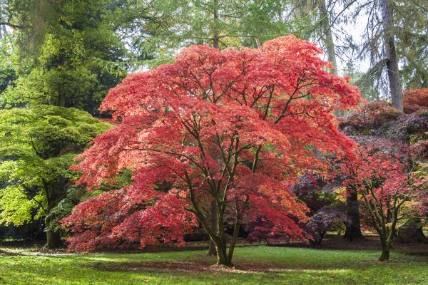 Maple Tree Removal in Fairhope