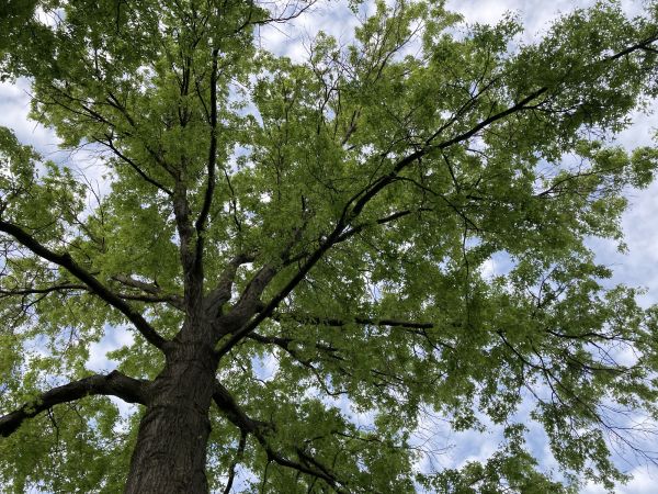 Oak Tree Removal in Fairhope