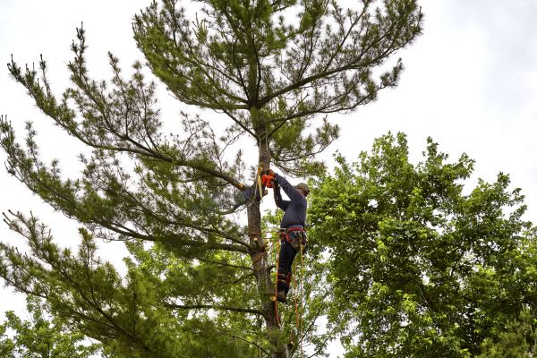 Pine Tree Removal in Fairhope