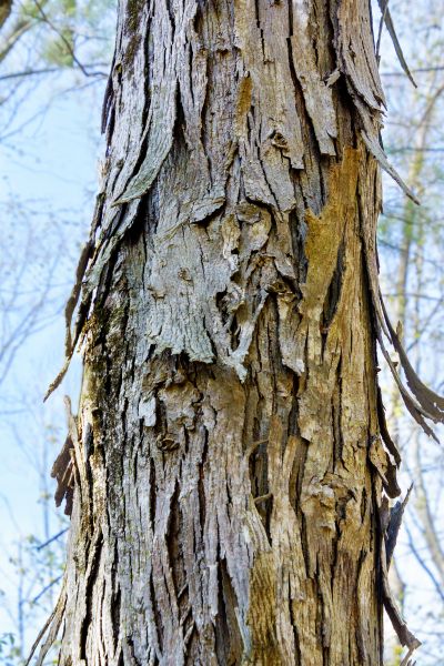 Cost of Hickory Tree Removal in Fairhope