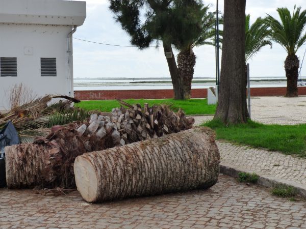 Palm Trees Removal in Fairhope