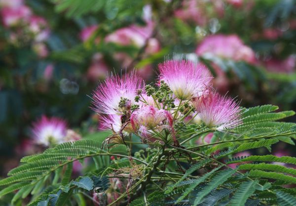 Cost of Mimosa Tree Removal in Fairhope