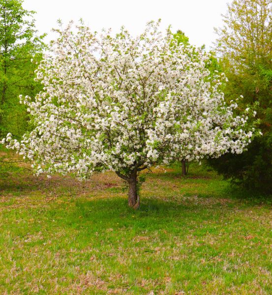 Cost of Dogwood Tree Removal in Fairhope
