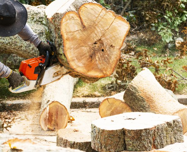 Tree Removal Service in Fairhope