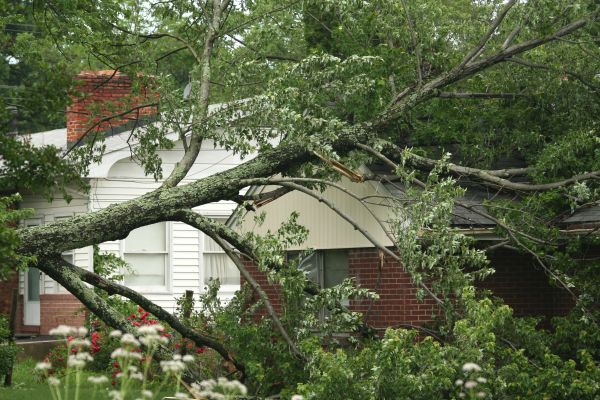 Emergency Tree Removal in Fairhope