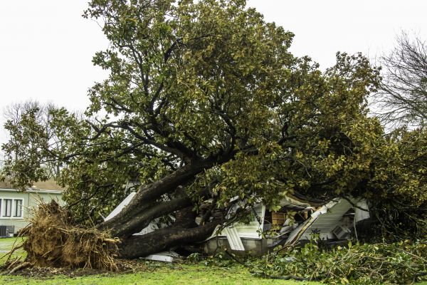 Fallen Tree Removal in Fairhope