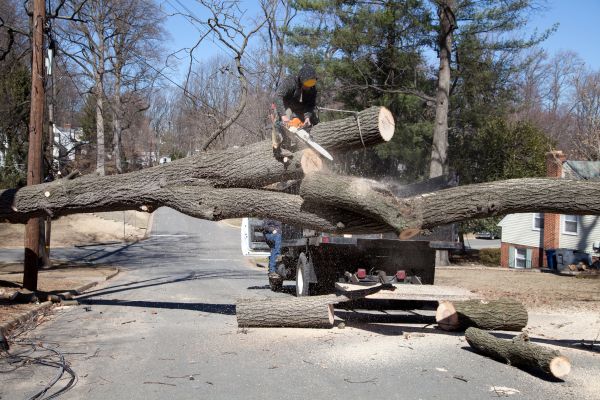 Residential Tree Removal in Fairhope