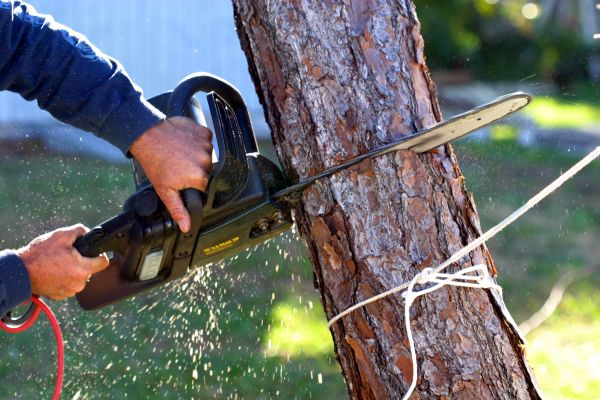 Dead Tree Removal in Fairhope